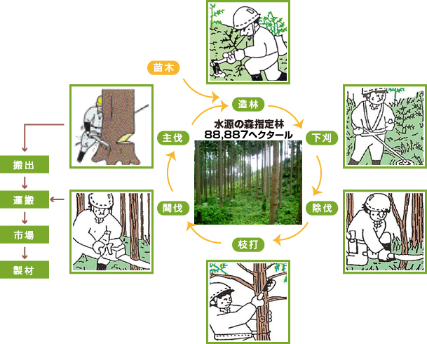 人工林施業サイクル